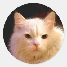 White cat stickers