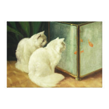 White Cats Watching Goldfish Stretched Canvas Print