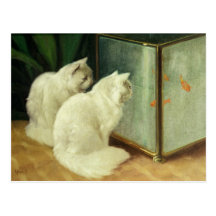 White Cats Watching Goldfish Postcard
