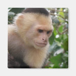 White Cheeked Capuchin Monkey Magnet