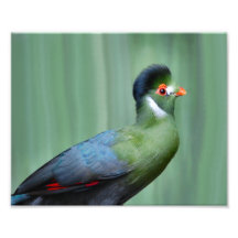 White-Cheeked Turaco Photographic Print