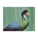 White-Cheeked Turaco Post Card