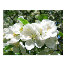 White cherry blossom - Postcard