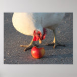 White Chicken and Apple Posters
