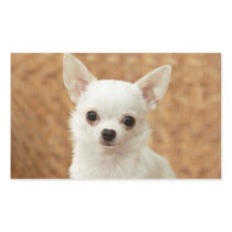 White Chihuahua Rectangle Stickers