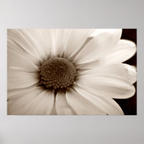 White Chrysanthemum sepia flower poster print posters