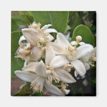 White citrus blossoms covered in dew refrigerator magnets