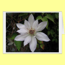 White Clematis cards