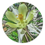 White Columbine Colorado sticker