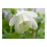 White Columbine Flower  - Aquilegia cards