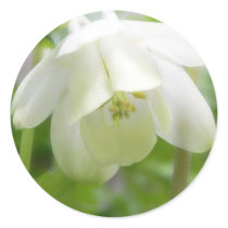 White Columbine Flower  - Aquilegia Round Stickers