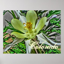 White columbine flower poster