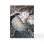 White Coral Greeting Cards