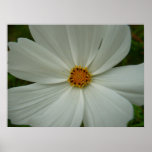White Cosmos Poster Print