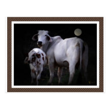 White Cow and Calf Postcards
