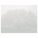 white Crab apple tree, Quebec, Canada flowers Custom Letterhead