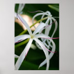 White Crinum Flower Blossom up close Poster