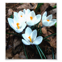 white crocus art photo