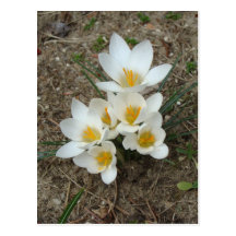 White Crocus Blooms Post Cards