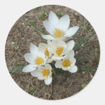 White Crocus Blooms Round Stickers