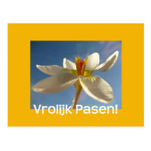 White crocus easter greeting - dutch post cards