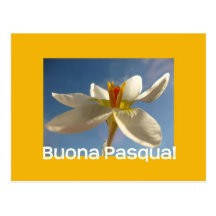 White crocus easter greeting - italian post card