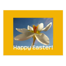 White crocus easter greeting postcards