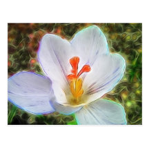 White Crocus Fantasy Post Cards