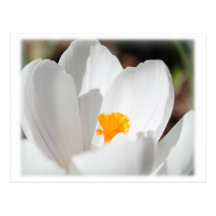 white crocus flower postcard