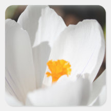 white crocus flower stickers