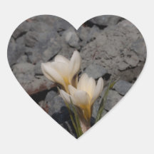 White Crocus Heart Sticker