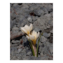 White Crocus Photo