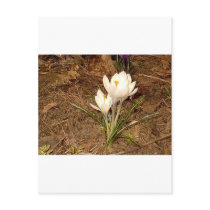 White Crocus Post Card