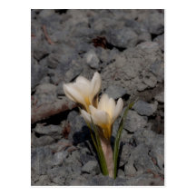 White Crocus Postcards