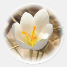 WHITE CROCUS ROUND STICKER