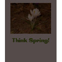 White Crocus, Think Spring! “EarthDayContest2007” t-shirts