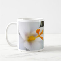 White Crocus Up Close Coffee Mug