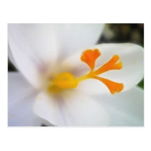 White Crocus Up Close Post Card