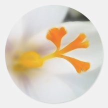 White Crocus Up Close Round Sticker