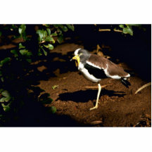 White-crowned Plover Acrylic Cut Out