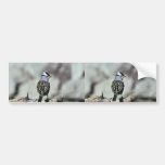 White-crowned sparrow bumper stickers