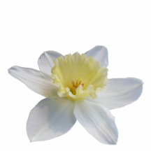 White Daffodil Cut Out