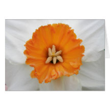 White Daffodil Greeting Card