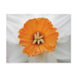 White Daffodil Postcard