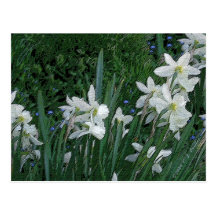 'White Daffodil' Postcards