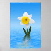 White Daffodil Posters