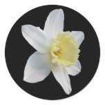 White Daffodil Round Sticker