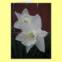 White Daffodils cards