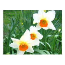 White daffodils - Postcard