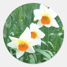 White daffodils - Sticker